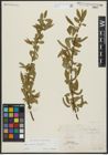 Foto von Salix alba L. x Salix fragilis L.